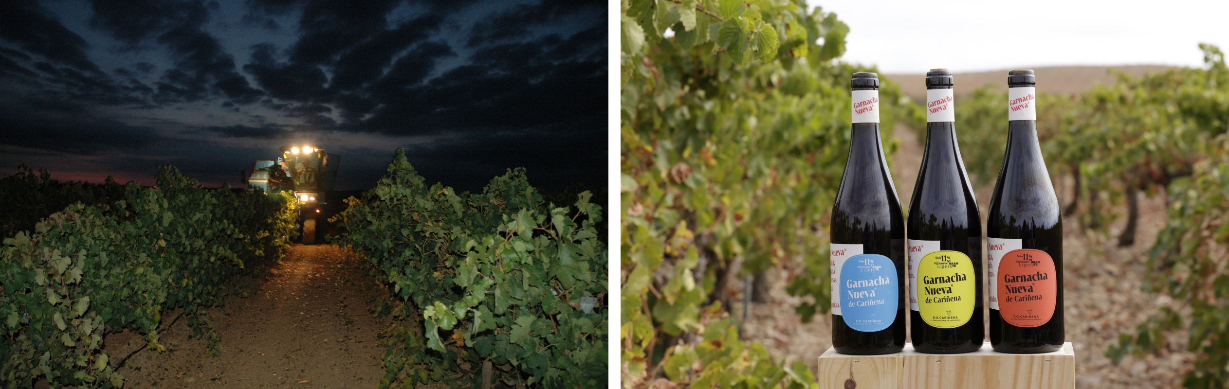 Vinos Garnacha Nueva de Cariñena