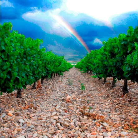 Denominación de origen