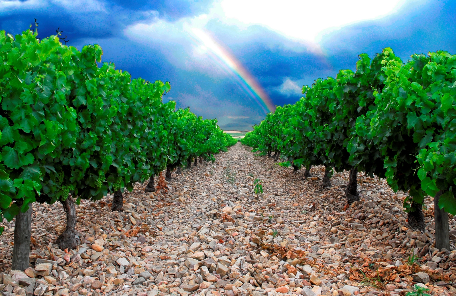 Viñedos de la Denominación de Origen Cariñena