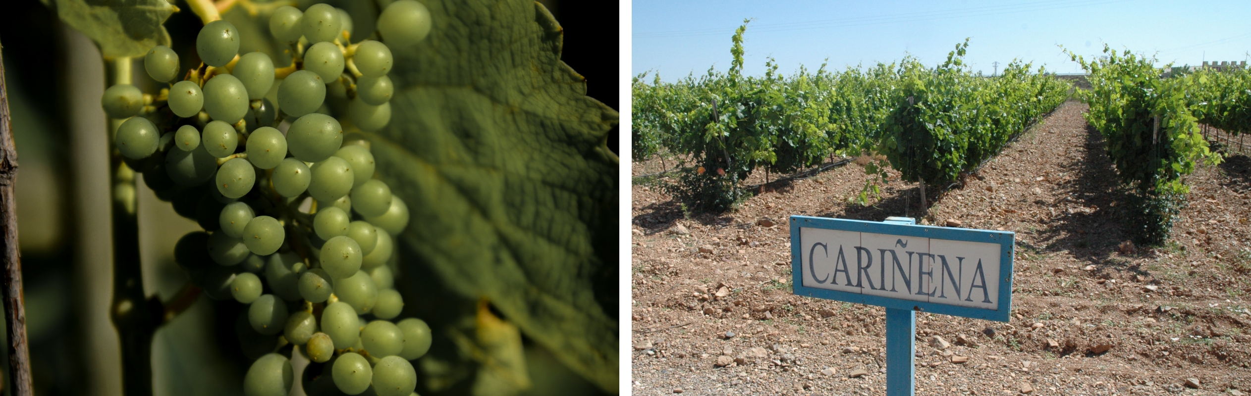 Barricas y tradición vitivinícola de Cariñena