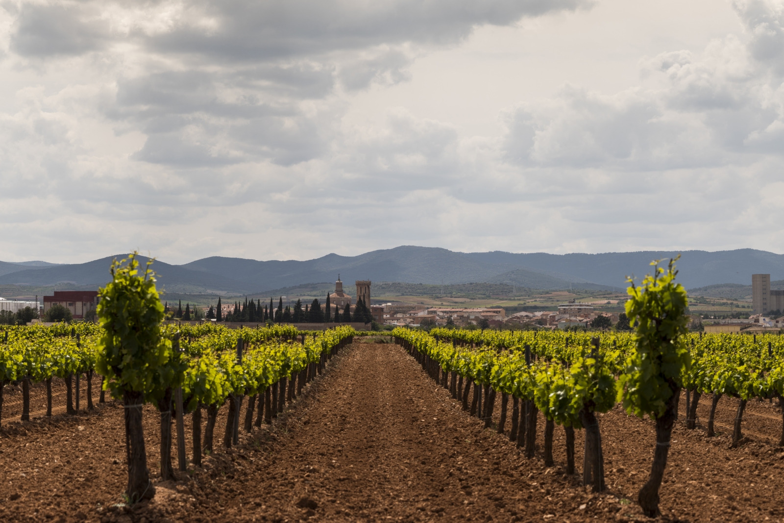 Paisaje de la Ruta del Vino Campo de Cariñena