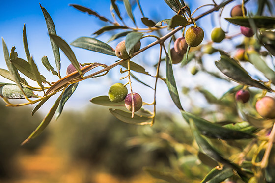 Un olivo en Santa Eugènia (Mallorca) | Mallorca Video - © AETIB