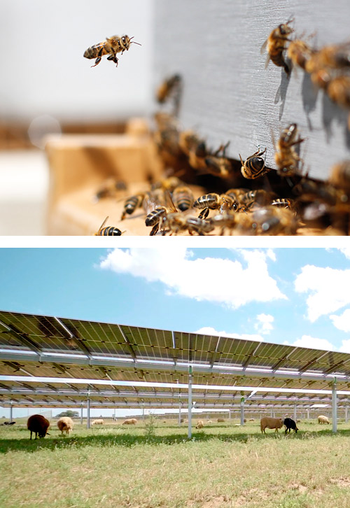 Un eje de actuación es el apiturismo rural, instalando apiarios solares que, además de apoyar la apicultura