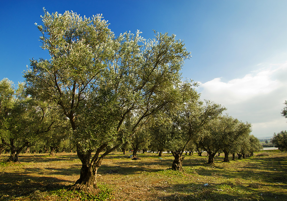Un campo de olivos