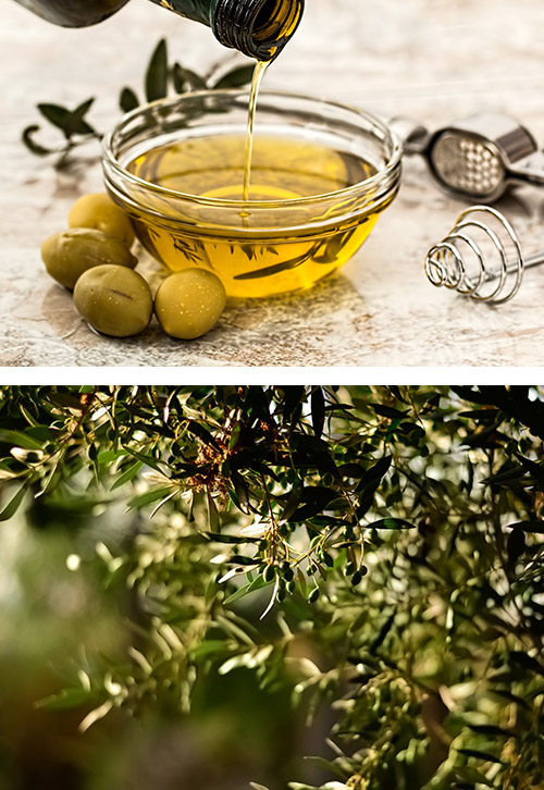 ecuperar olivos para reactivar el entorno rural