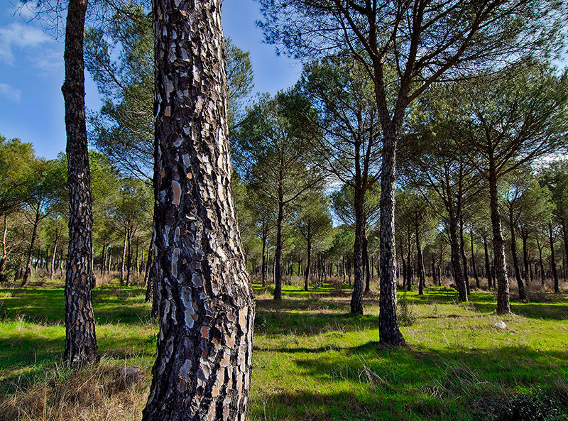 Doñana | © Jorge Sierra-WWF España