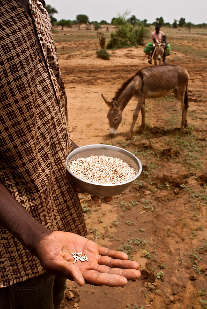 Ponemos la investigación y la tecnología al servicio de la lucha contra el hambre mediante proyectos que fomentan el uso de cultivos adaptados a la sequía | © Gonzalo Höhr